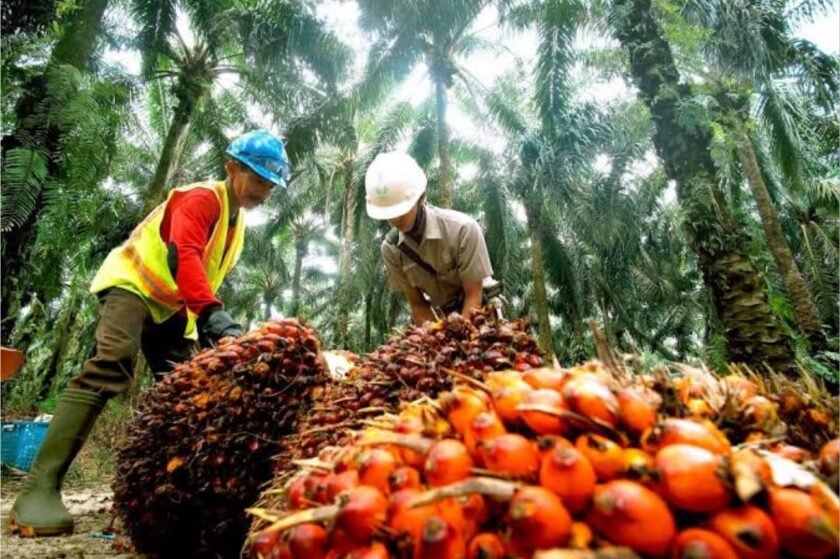 Harga TBS Sawit Kaltim Naik, Pola Kemitraan Petani Dapat Kepastian Harga