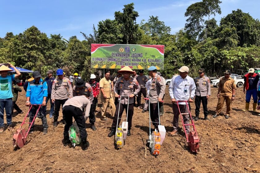 Target 32 Hektare, Polres Kubar Tanam Jagung di Lahan Eks Tambang PT Harindo